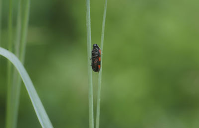 Close-up of damselfly on plant