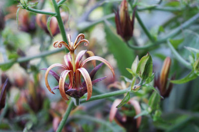 Close-up of flowering plant