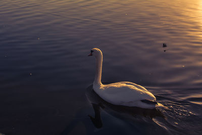 Close-up of swan swimming in lake