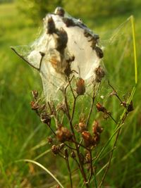 Close-up of insect on plant