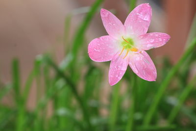Close-up of wet pink flower in rainy season