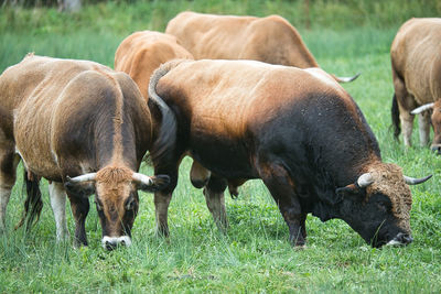 Sheep grazing in a field