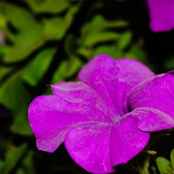 Close-up of water drops on pink flower