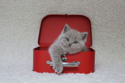 Portrait of cute kitten on red wall