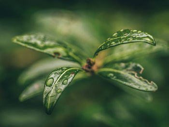 Close-up of plant