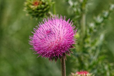 Close-up of thistle flower