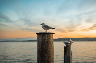 Seagull perching on wooden post by sea against sky during sunset