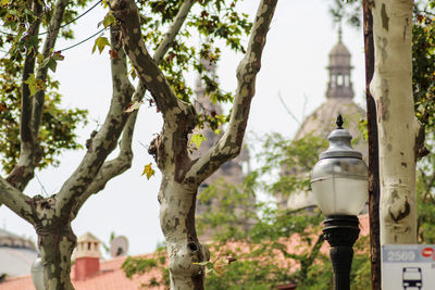 Low angle view of street light against tree