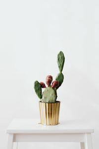 Potted plant on table against white background