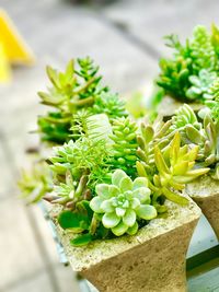 Close-up of cactus plant