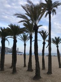 Palm trees on beach against sky