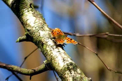 Close-up of insect perching on branch