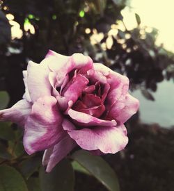 Close-up of pink rose flower