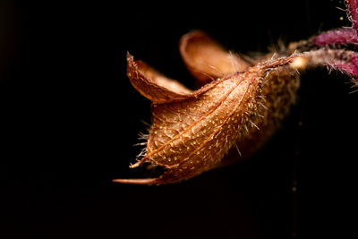 Close-up of plant against black background