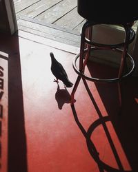 Close-up of bird perching on wood