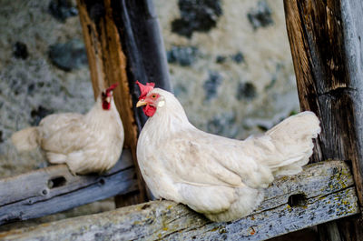 Close-up of rooster on farm