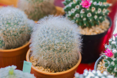 Close-up of potted cactus flower pot