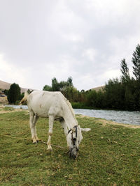 View of a grazing  mule on field 