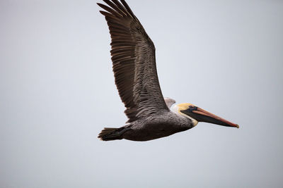 Flying brown pelican pelecanus occidentalis at tigertail beach in marco island, florida