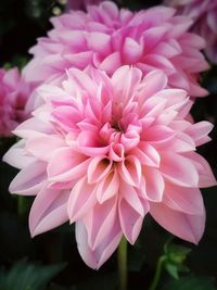 Close-up of pink flowers blooming outdoors