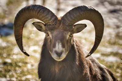 Close-up portrait of deer