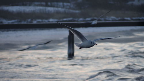 Close-up of bird flying over sea