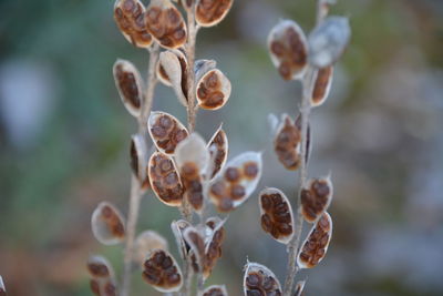 Close-up of flowering plant