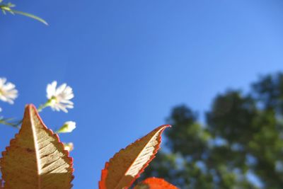 Low angle view of flowers against blue sky