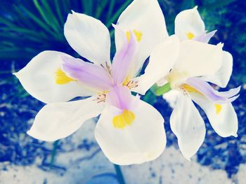 Close-up of white flower