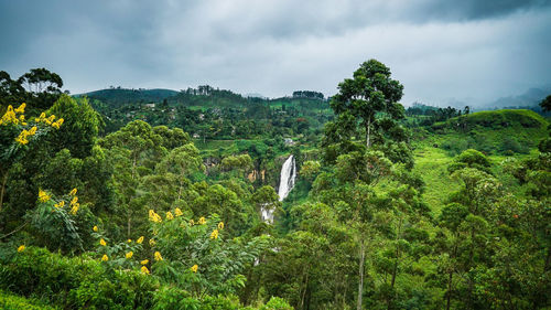 Scenic view of trees in forest against cloudy sky