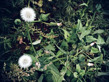 Close-up of dandelion flowers