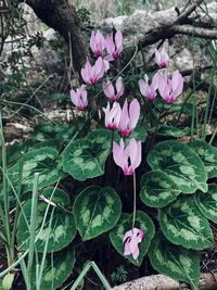 Close-up of pink flowering plants