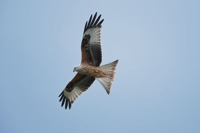 Low angle view of red kite flying against clear sky