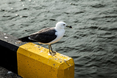 Seagull perching on railing