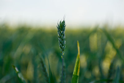 Close-up of whet stalk in field