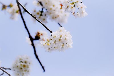 Low angle view of cherry blossom against clear sky