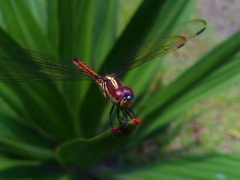 Close-up of insect on leaf