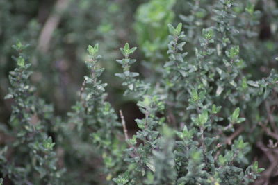 Close-up of flowering plant