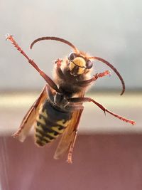 Close-up of hornet on the glass of the window