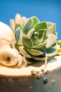 Close-up of flower in container