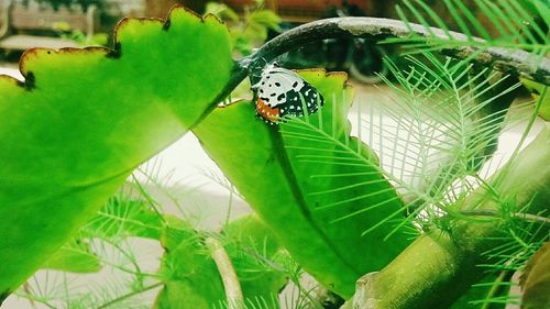 Close-up of insect on plant