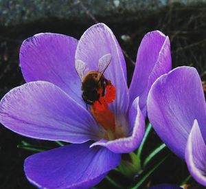 Close-up of purple flower