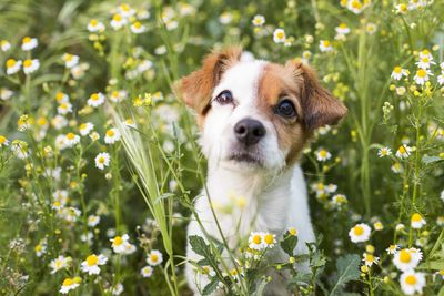 Portrait of a dog