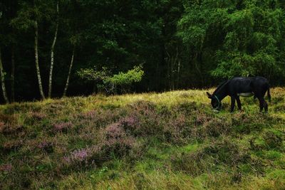 Horses in a field