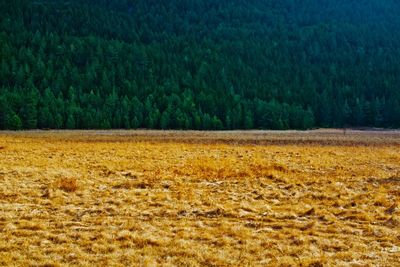 Scenic view of field