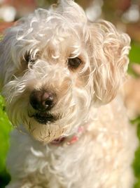 Close-up portrait of dog