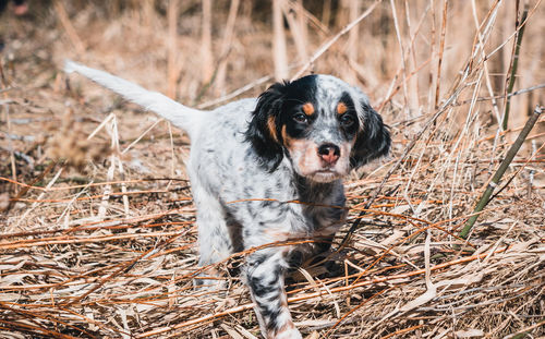 Portrait of dog on field