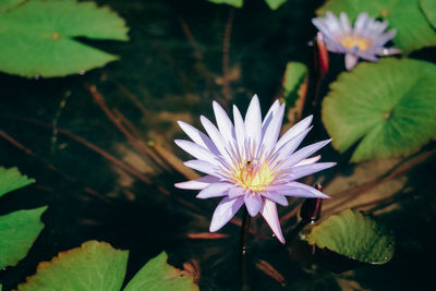 Close-up of purple flowering plant