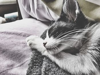 Close-up of cat sleeping on sofa at home