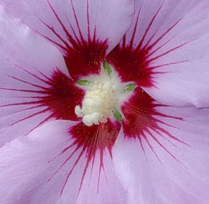 Close-up of pink flower